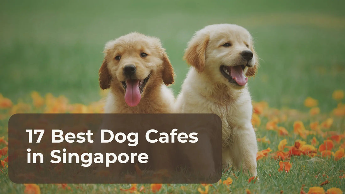 Best Dog Cafes in Singapore