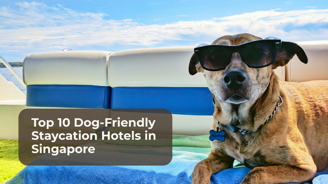 Top 10 Dog-Friendly Staycation Hotels in Singapore (2025 Guide)
