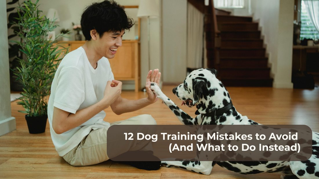 Dog Training Mistakes to Avoid