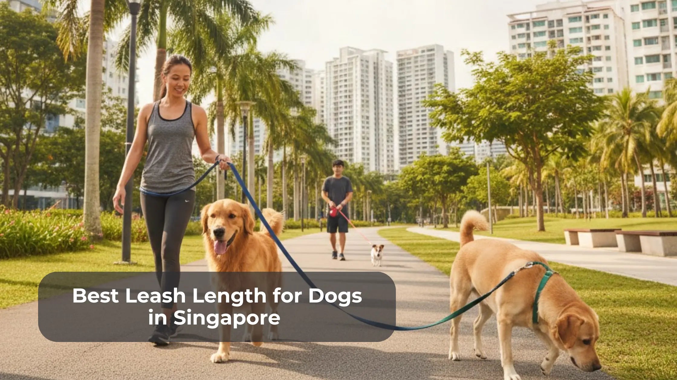 Best Leash Length for Dogs in Singapore (Urban Guide)