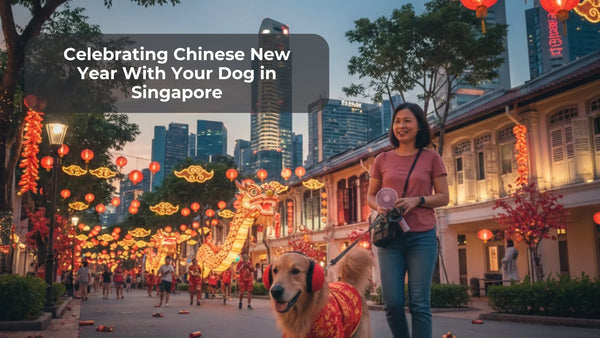 Celebrating Chinese New Year With Your Dog in Singapore: A Practical Guide to Calm & Safety