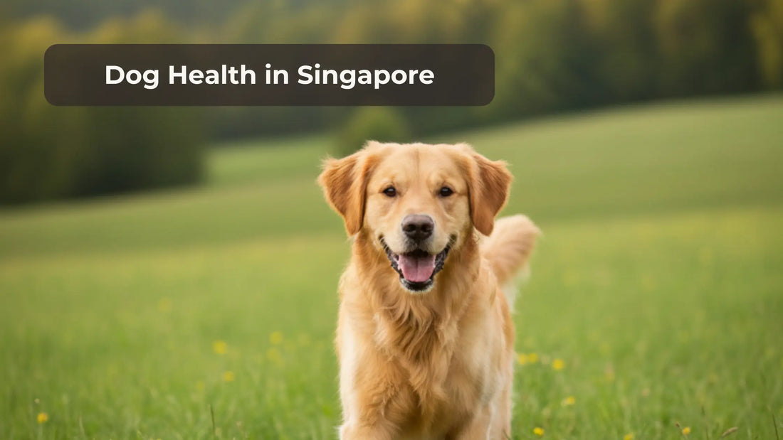 Dog Health in Singapore