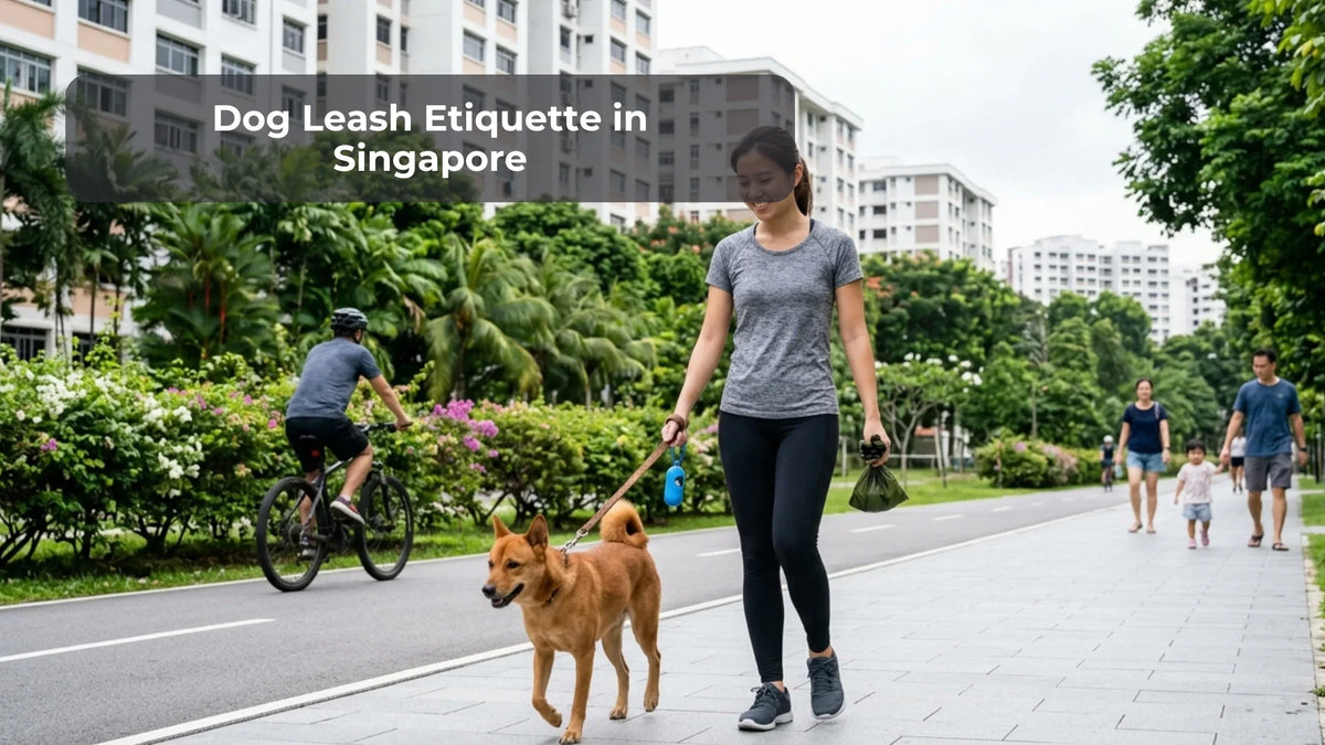 Dog Leash Etiquette in Singapore: An Urban Guide