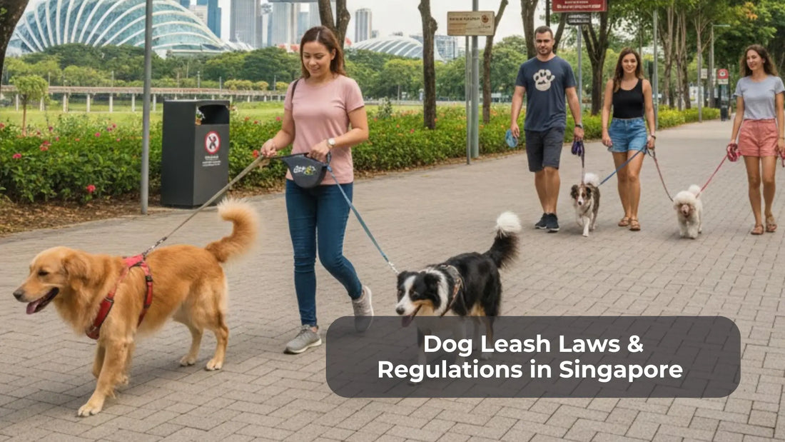 Dog Leash Laws & Regulations in Singapore: What Every Dog Owner Must Know