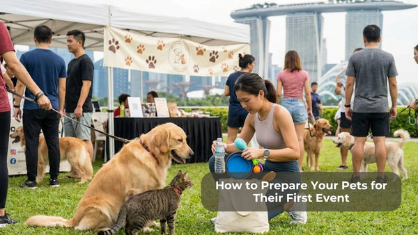 How to Prepare Your Dog or Cat for Their First Pet-Friendly Event (Singapore Guide)