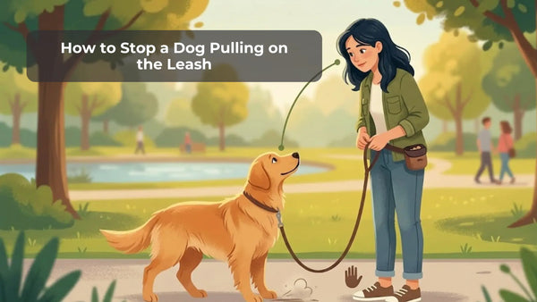 How to Stop a Dog Pulling on the Leash