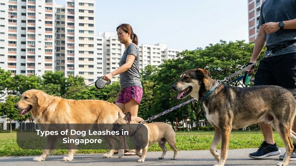 Owner using a hands-free leash along a Park Connector trail