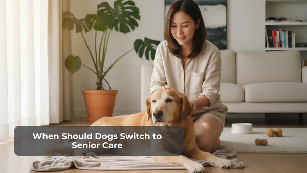 When Should Dogs Switch to Senior Care