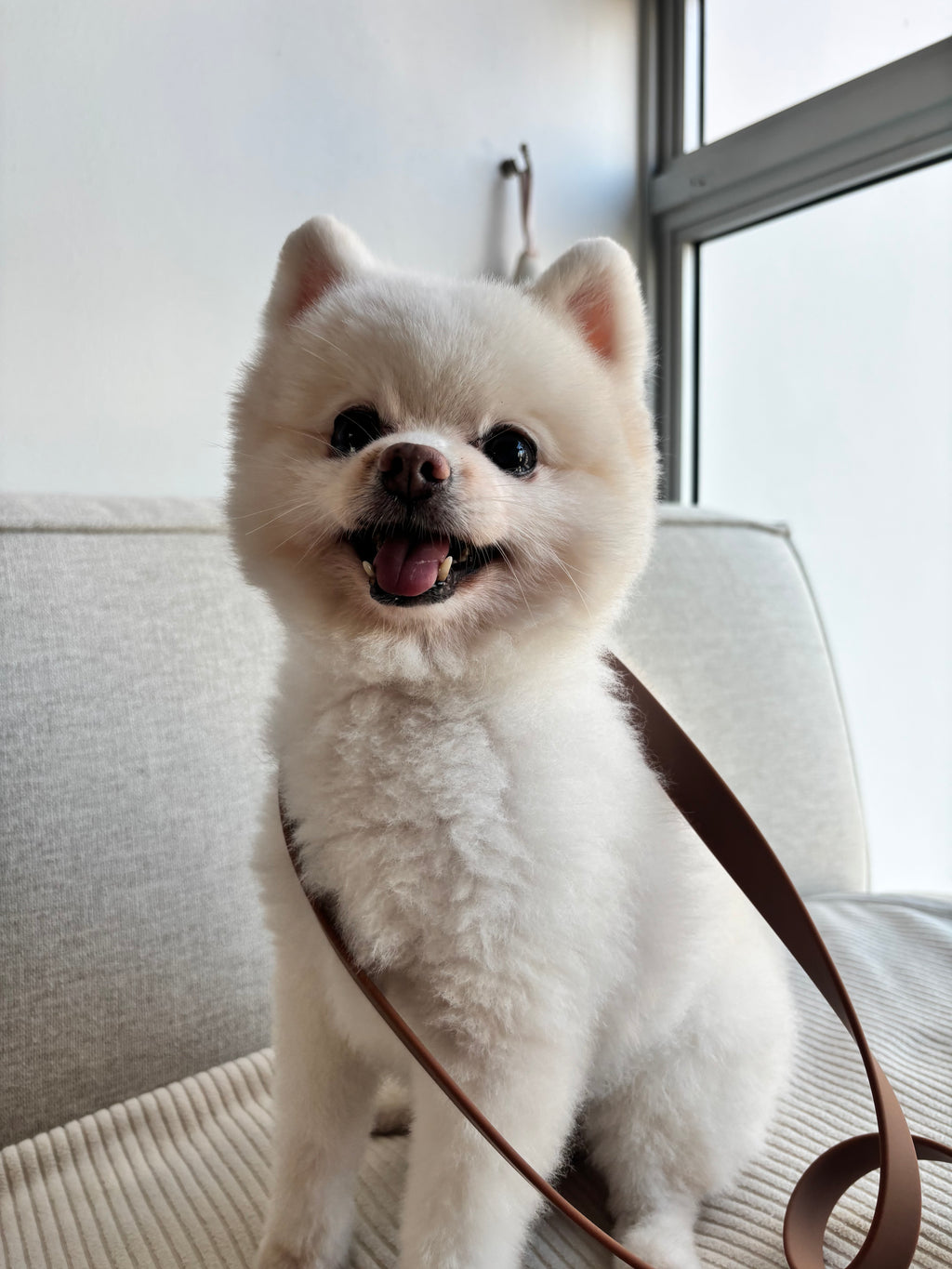 White dog lying on a light-colored couch with a brown hands free leash