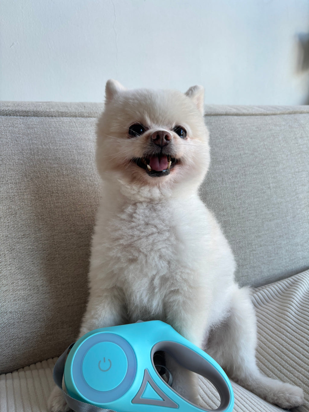 Dog lying on a couch with a LED colorful leash