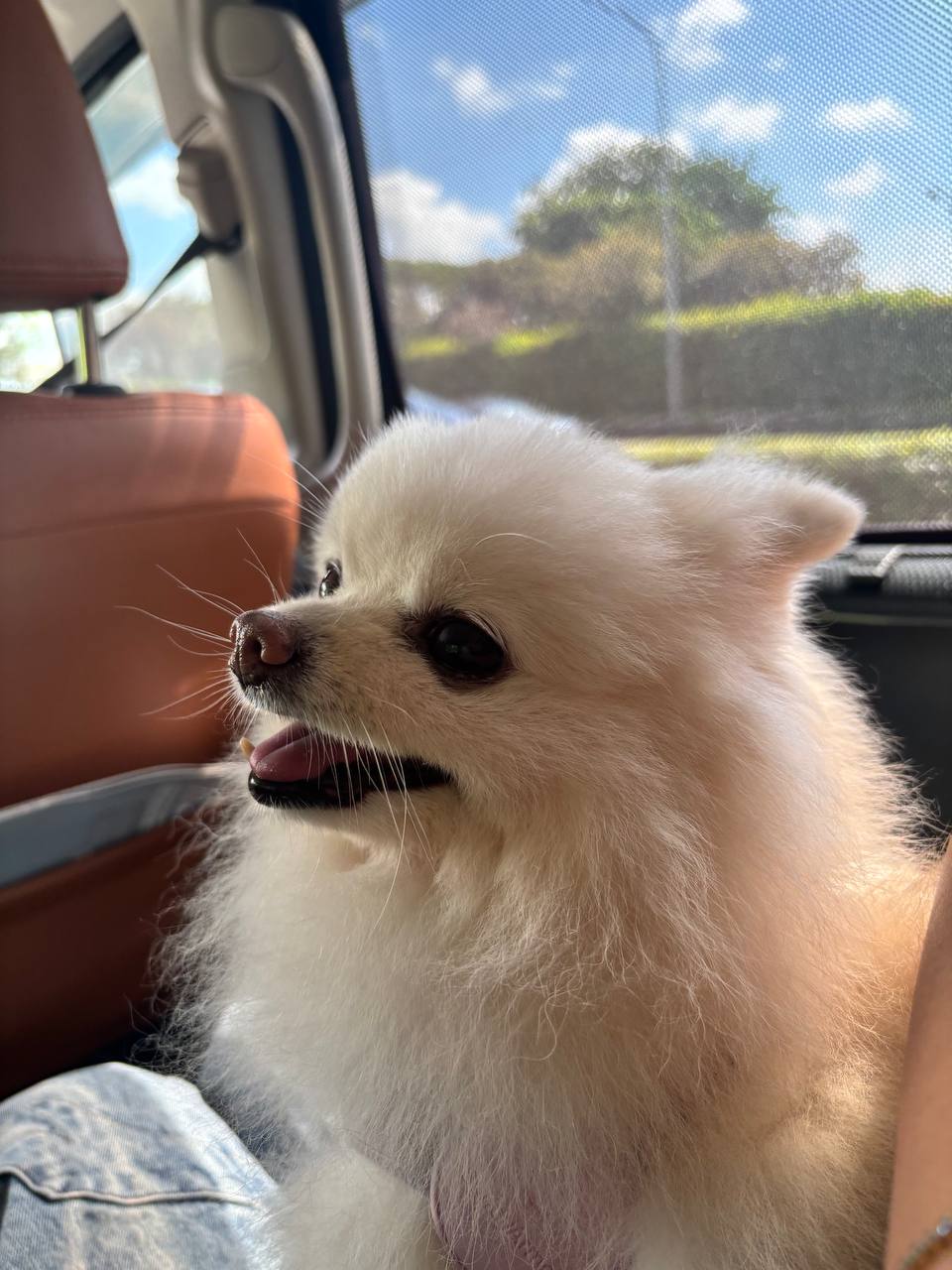 Turbo, the dog behind La Reflecion