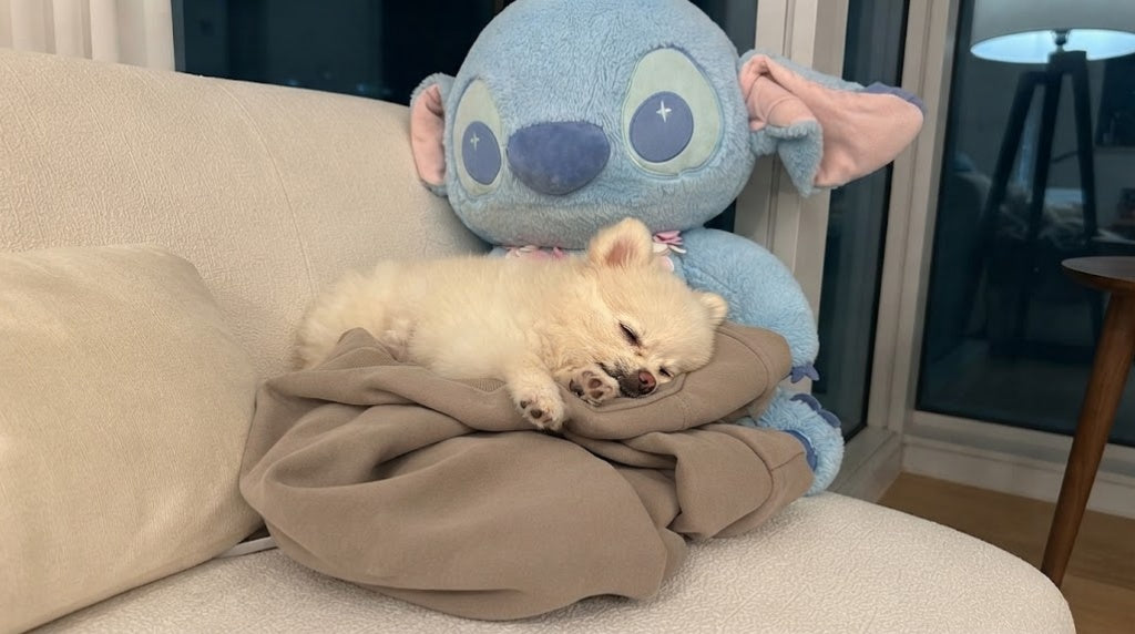A happy small dog representing thoughtful pet care