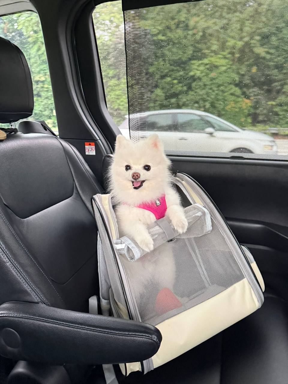 A pawrent and dog enjoying life in Singapore