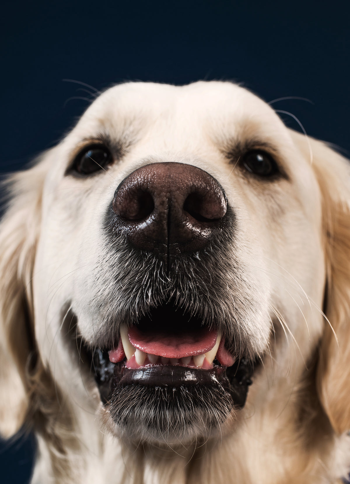 A happy small dog representing thoughtful pet care