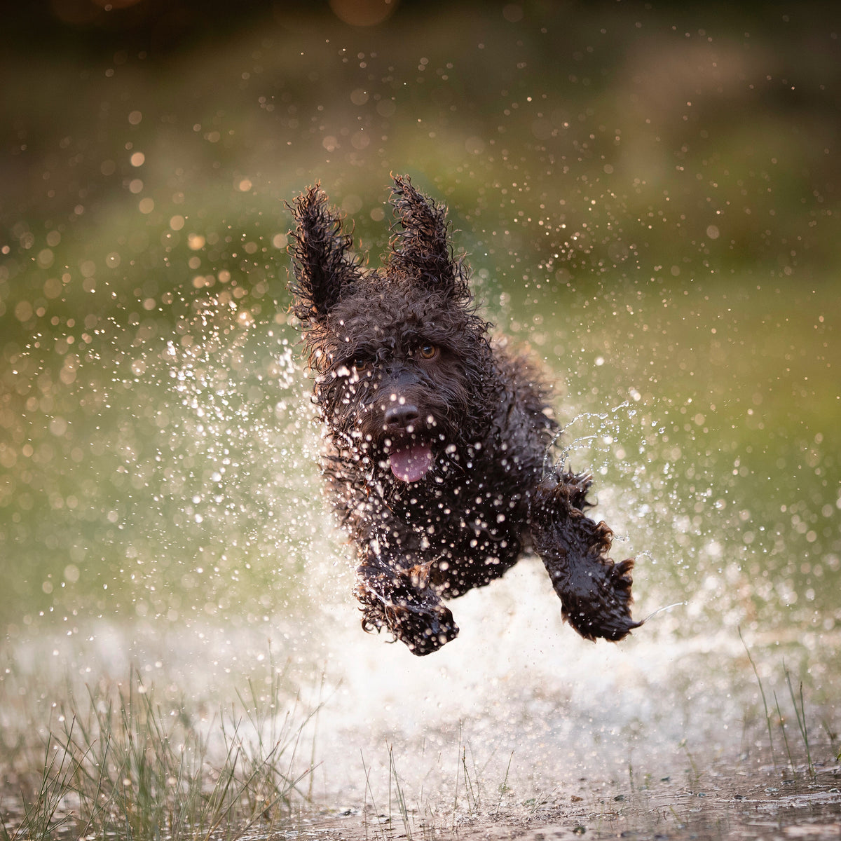 A joyful dog running through water
